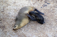 Australian Fur Seal (Arctocephalus pusillus doriferus) Australian Fur Seal (Arctocephalus pusillus doriferus)