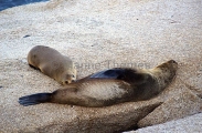 Australian Fur Seal (Arctocephalus pusillus doriferus) Australian Fur Seal (Arctocephalus pusillus doriferus)