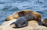 Australian Fur Seal (Arctocephalus pusillus doriferus) Australian Fur Seal (Arctocephalus pusillus doriferus)