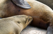 Australian Fur Seal (Arctocephalus pusillus doriferus) Australian Fur Seal (Arctocephalus pusillus doriferus)