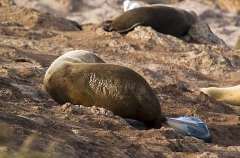 Australian Fur Seal (Arctocephalus pusillus doriferus) Australian Fur Seal (Arctocephalus pusillus doriferus)