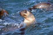 Australian Fur Seal (Arctocephalus pusillus) Australian Fur Seal (Arctocephalus pusillus)