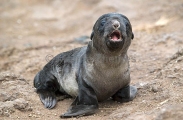 Australian Fur Seal (Arctocephalus pusillus doriferus) Australian Fur Seal (Arctocephalus pusillus doriferus)