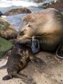 Australian Fur Seal (Arctocephalus pusillus doriferus) Australian Fur Seal (Arctocephalus pusillus doriferus)