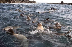 Australian Fur Seal (Arctocephalus pusillus) Australian Fur Seal (Arctocephalus pusillus)