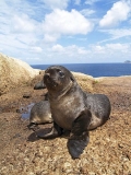 Australian Fur Seal (Arctocephalus pusillus doriferus) Australian Fur Seal (Arctocephalus pusillus doriferus)
