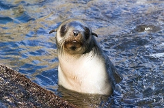Australian Fur Seal (Arctocephalus pusillus doriferus) Australian Fur Seal (Arctocephalus pusillus doriferus)