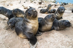 Australian Fur Seal (Arctocephalus pusillus doriferus) Australian Fur Seal (Arctocephalus pusillus doriferus)