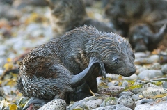 Australian Fur Seal (Arctocephalus pusillus doriferus) Australian Fur Seal (Arctocephalus pusillus doriferus)