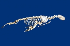 Australian Fur Seal (Arctocephalus pusillus doriferus)