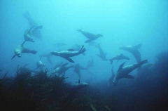 Australian Fur Seals (Arctocephalus pusillus) Australian Fur Seals (Arctocephalus pusillus)
