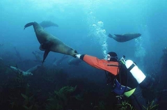 Australian Fur Seals (Arctocephalus pusillus) Australian Fur Seals (Arctocephalus pusillus)