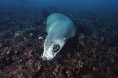 Australian Fur Seal (Arctocephalus pusillus) Australian Fur Seal (Arctocephalus pusillus)