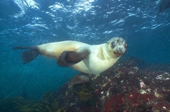 Australian Fur Seal (Arctocephalus pusillus doriferus) Australian Fur Seal (Arctocephalus pusillus doriferus)