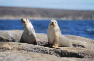 Australian Sea Lions (Neophoca cinerea) Australian Sea Lions (Neophoca cinerea)