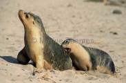 Australian Sea Lions (Neophoca cinerea) Australian Sea Lions (Neophoca cinerea)