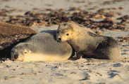 Australian Sea Lions (Neophoca cinerea) Australian Sea Lions (Neophoca cinerea)