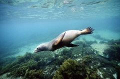 Australian Sea Lion (Neophoca cinerea) Australian Sea Lion (Neophoca cinerea)