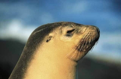 Australian Sea Lion (Neophoca cinerea) Australian Sea Lion (Neophoca cinerea)