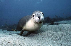 Australian Sea Lion (Neophoca cinerea) Australian Sea Lion (Neophoca cinerea)