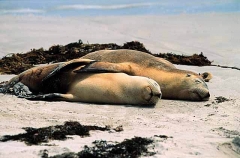 Australian Sea Lions (Neophoca cinerea) Australian Sea Lions (Neophoca cinerea)