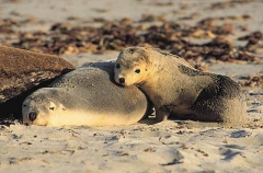 Australian Sea Lions (Neophoca cinerea) Australian Sea Lions (Neophoca cinerea)