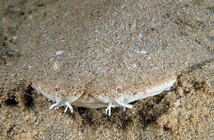 Australian Angel Shark (Squatina australis) Australian Angel Shark (Squatina australis)