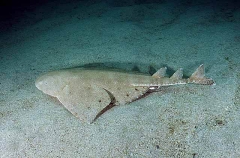 Australian Angel Shark (Squatina australis) Australian Angel Shark (Squatina australis)