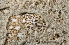 Eye detail of Australian Angel Shark (Squatina australis) Eye detail of Australian Angel Shark (Squatina australis)