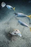 Australian Angel Shark (Squatina australis) Australian Angel Shark (Squatina australis)