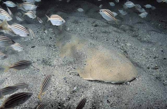 Australian Angel Shark (Squatina australis) Australian Angel Shark (Squatina australis)
