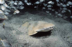 Australian Angel Shark (Squatina australis) Australian Angel Shark (Squatina australis)