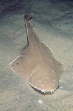 Australian Angel Shark (Squatina australis) Australian Angel Shark (Squatina australis)