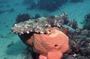 Banded Wobbegong (Orectolobus halei) Banded Wobbegong (Orectolobus halei)