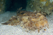 Banded Wobbegong (Orectolobus halei) Banded Wobbegong (Orectolobus halei)