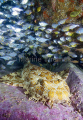 Banded Wobbegong (Orectolobus halei) Banded Wobbegong (Orectolobus halei)