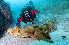 Banded Wobbegong (Orectolobus halei) Banded Wobbegong (Orectolobus halei)