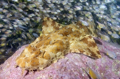 Banded Wobbegong (Orectolobus halei) Banded Wobbegong (Orectolobus halei)