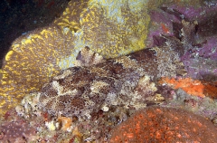 Banded Wobbegong (Orectolobus halei) Banded Wobbegong (Orectolobus halei)