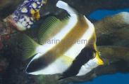 Pennant Bannerfish (Heniochus chrysostomus) Pennant Bannerfish (Heniochus chrysostomus)