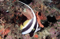 Longfin Bannerfish (Heniochus acuminatus) Longfin Bannerfish (Heniochus acuminatus)