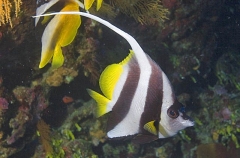Longfin Bannerfish (Heniochus acuminatus) Longfin Bannerfish (Heniochus acuminatus)