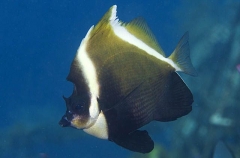 Humphead Bannerfish (Heniochus varius) Humphead Bannerfish (Heniochus varius)