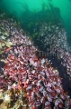 Goose Barnacles (Pollicipes polymerus) Goose Barnacles (Pollicipes polymerus)