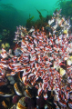 Goose Barnacles (Pollicipes polymerus) Goose Barnacles (Pollicipes polymerus)