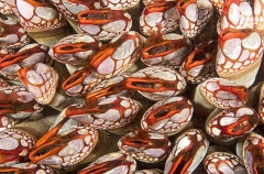 Goose Barnacles (Pollicipes polymerus) Goose Barnacles (Pollicipes polymerus)