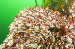 Goose Barnacles (Pollicipes polymerus) Goose Barnacles (Pollicipes polymerus)