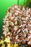 Goose Barnacles (Pollicipes polymerus) Goose Barnacles (Pollicipes polymerus)