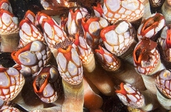 Goose Barnacles (Pollicipes polymerus) Goose Barnacles (Pollicipes polymerus)
