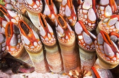 Goose Barnacles (Pollicipes polymerus) Goose Barnacles (Pollicipes polymerus)
